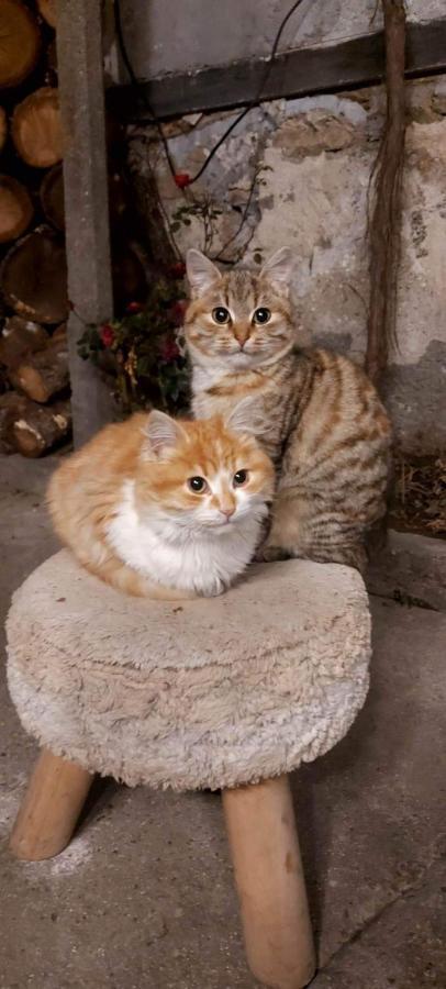 ホテル Къща Христини カロファー エクステリア 写真
